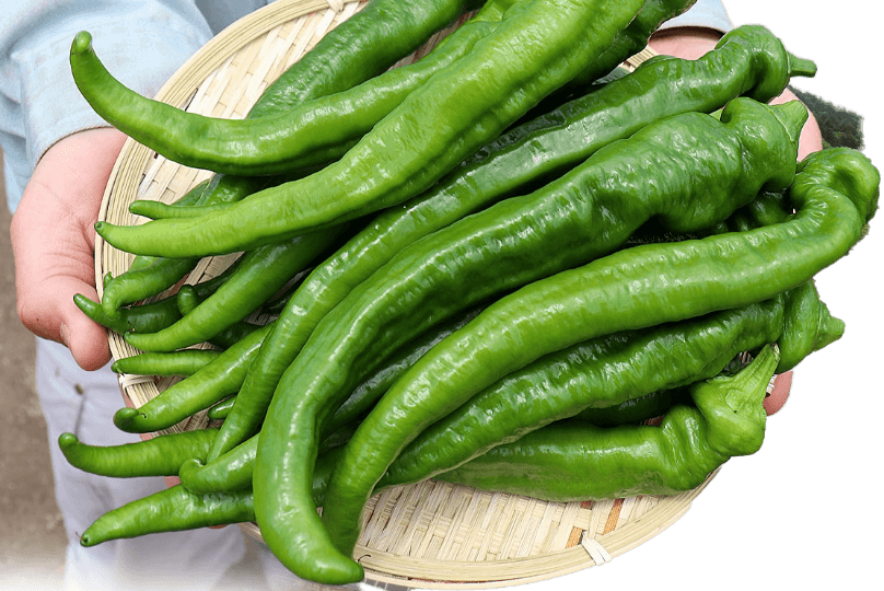 夜明けのポポー