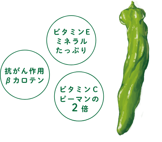 「万願寺とうがらし」は、健康にいい。