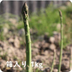 京丹波 万願寺とうがらし THE MANGAN